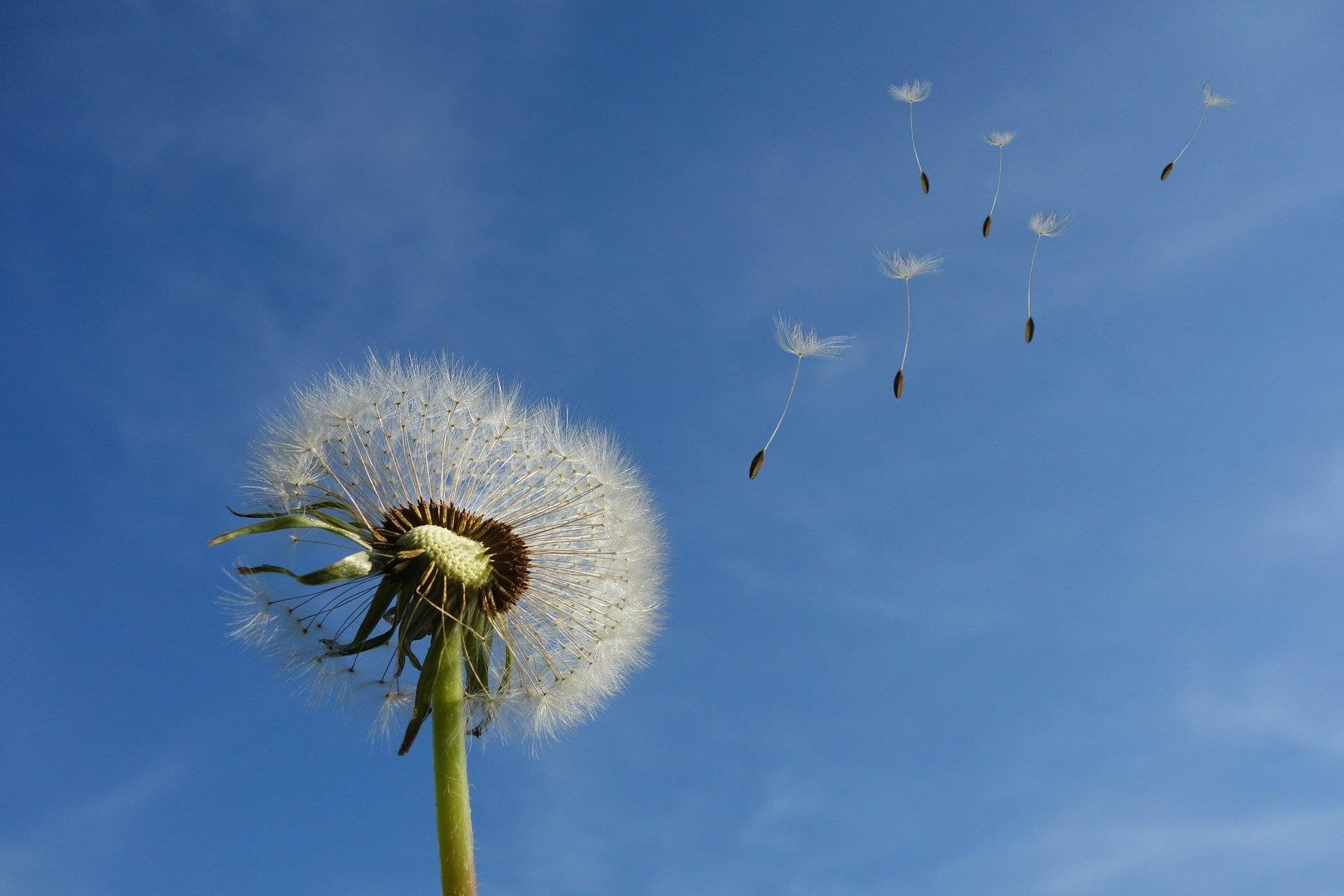 A dandelion with seeds floating in the air in the foreground. blue sky background.